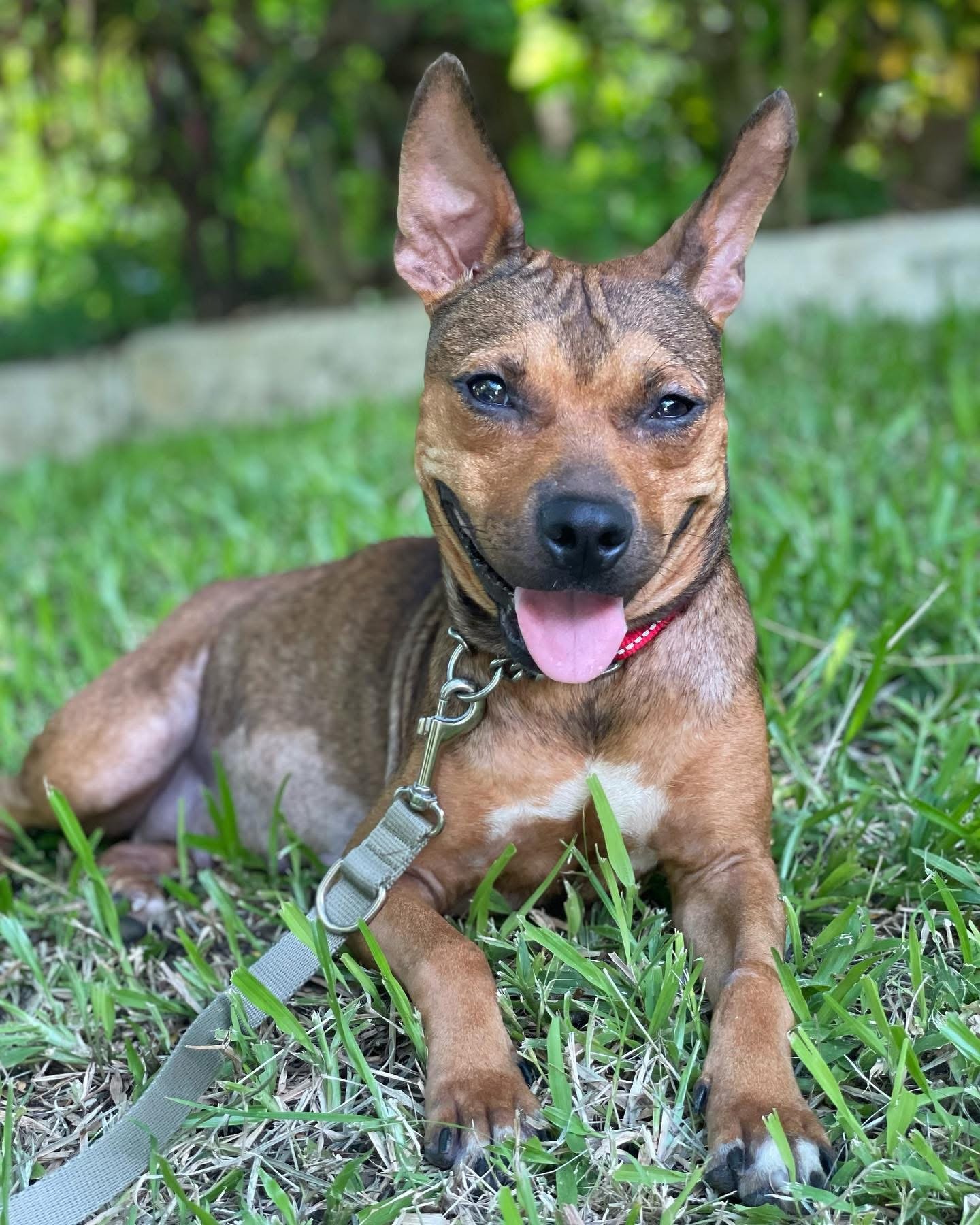 Rescue animal from Ocean Acres